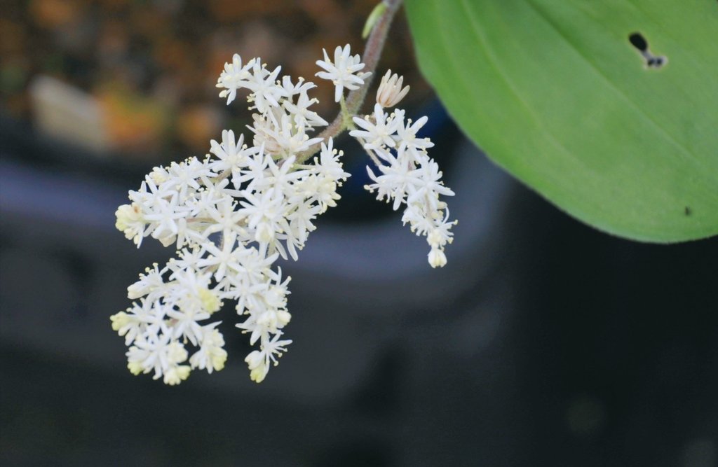 Beni Hoppe 小さな 花火 の ような 雪笹 花言葉 憂いを 忘れる 雪笹