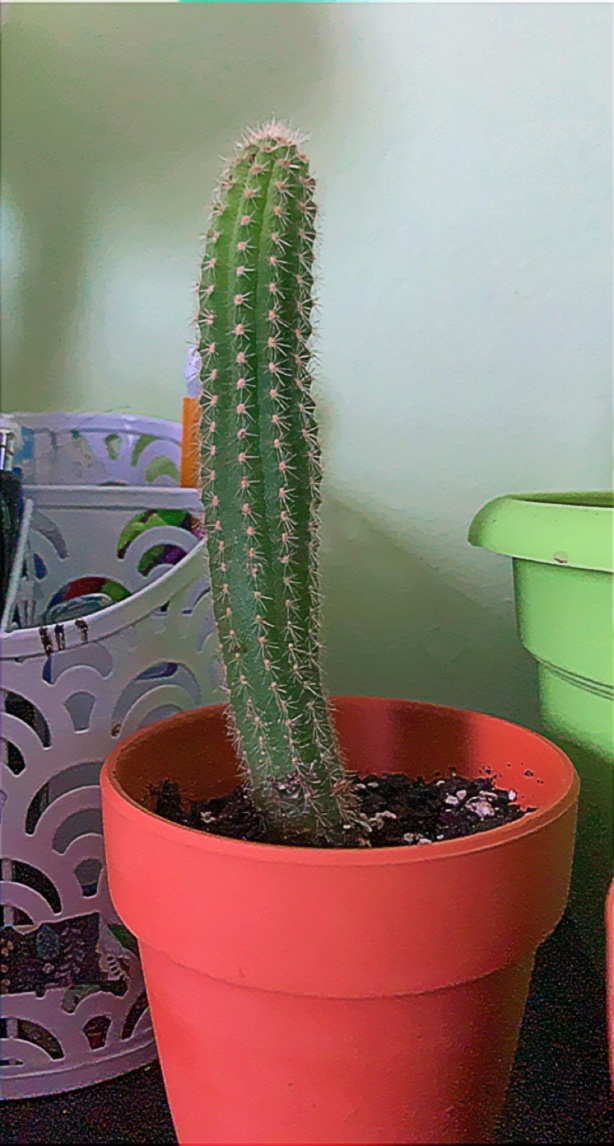 here is ralph