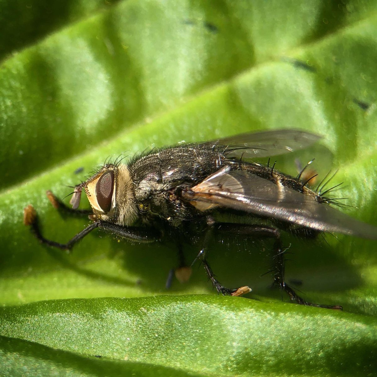 elpapadelSPY's tweet photo. A Tachinid Fly and a rather big one at that! #BugsofNJ #InsectsofNJ #BugDaddyNJ #Flies #Fly #Entomology https://t.co/fmUTTm04Ay