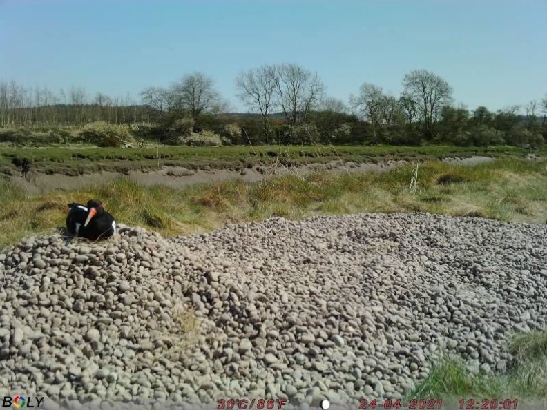 A quick wader conservation story:

1) I was worried that oystercatchers would nest in my silage field.
2) Wednesday - I dumped gravel on a field margin
3) Saturday - Oystercatchers started nesting on gravel, out of harm’s way.

I love it when a plan comes together… #forwaders