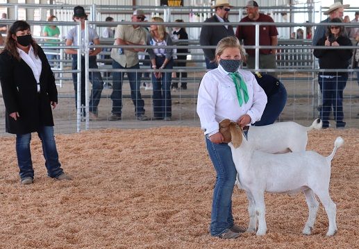 ChurchillCounty's tweet photo. Early rounds of market livestock showing at the #ChurchillCounty Junior Livestock Show & Sale this weekend. Congratulations to all our young competitors on raising such fine livestock! #NVFFA @4H https://t.co/81Kjrl2lNF