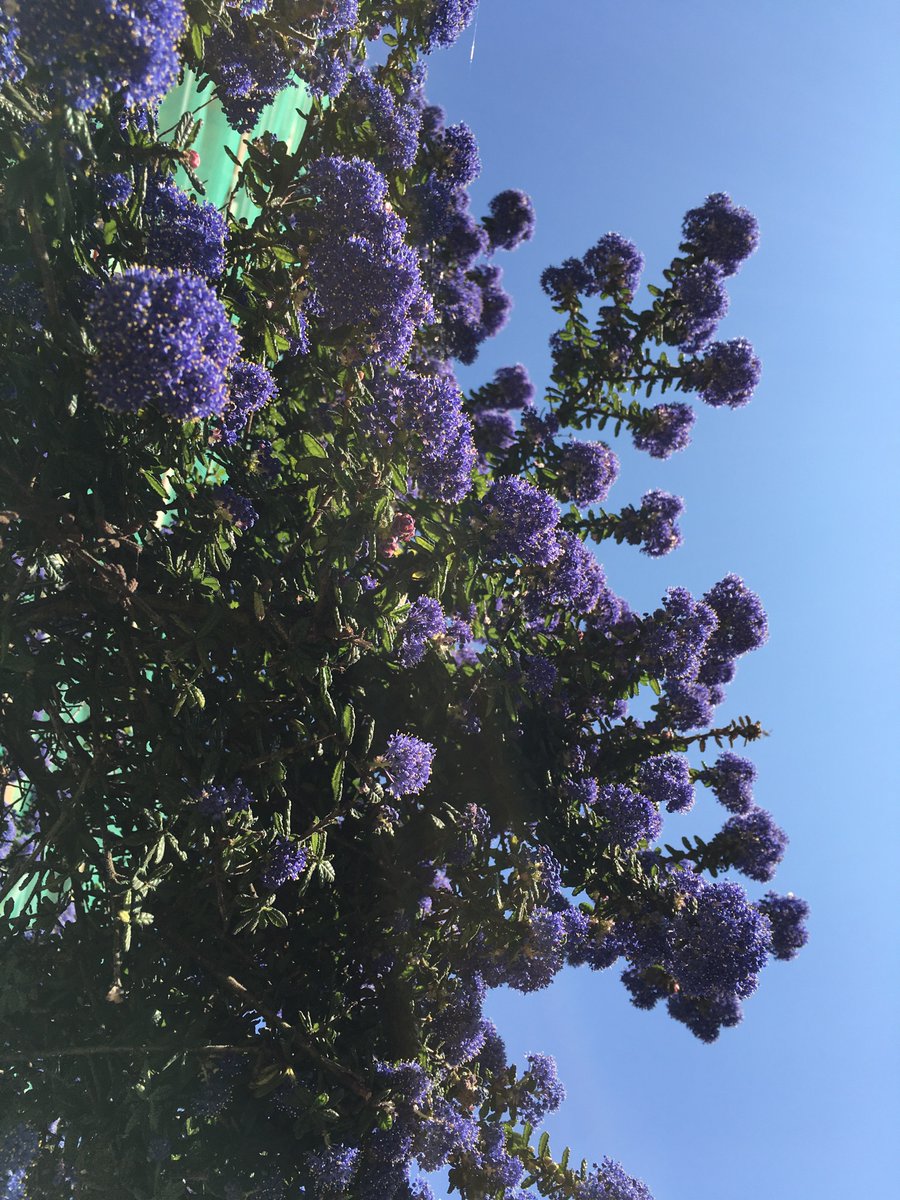 Ceanothus (just outside Victoria park, London) Is this #Blossomwatch or just a flowering tree? Not 100% sure but it’s gorgeous 💗