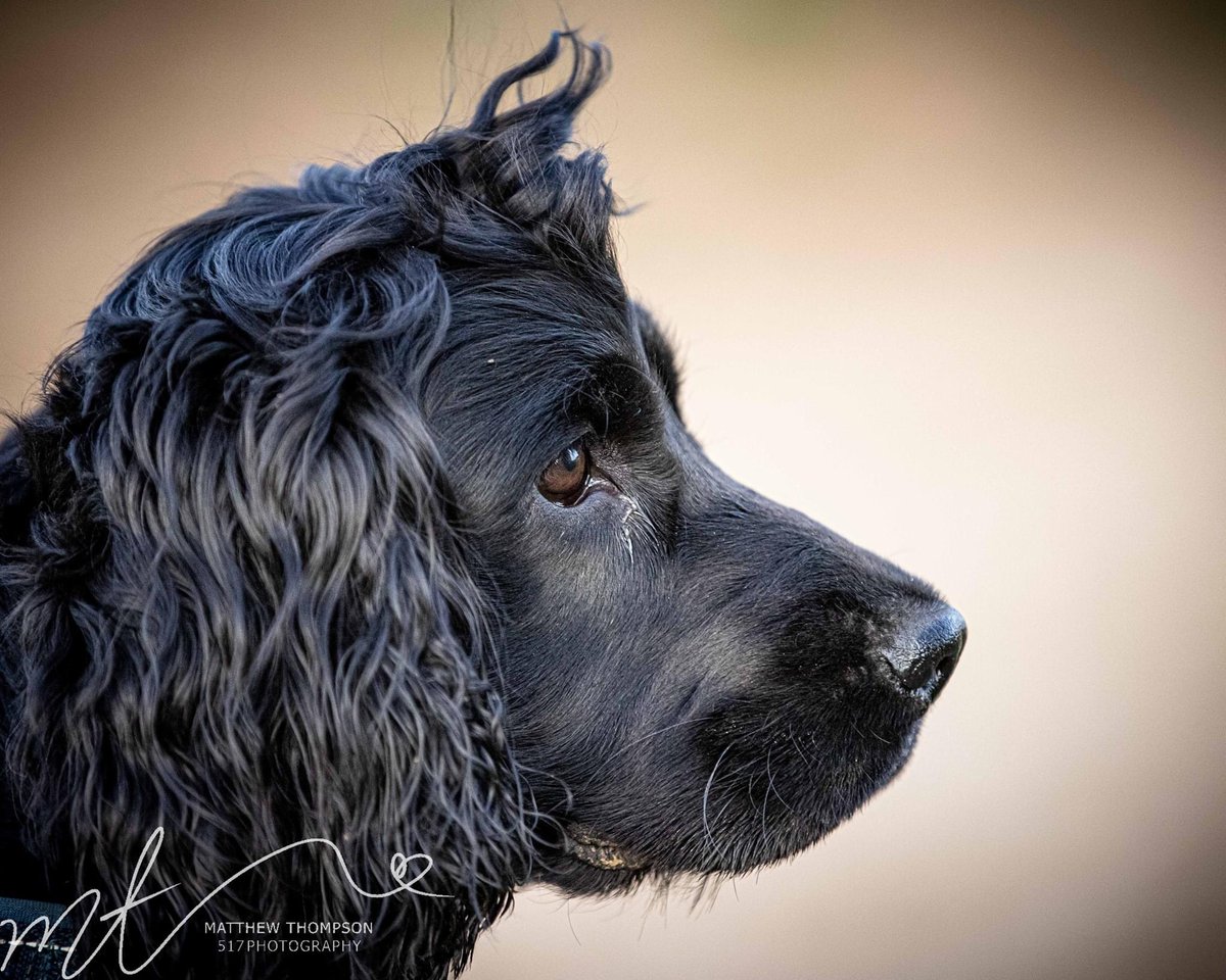 Paul_Stafford's tweet photo. Love these pics of our baby boy Kobee. Heβs been the breath of fresh air our family need during the pandemic β₯οΈ #ShowSpaniel https://t.co/UQLrEUYbPI
