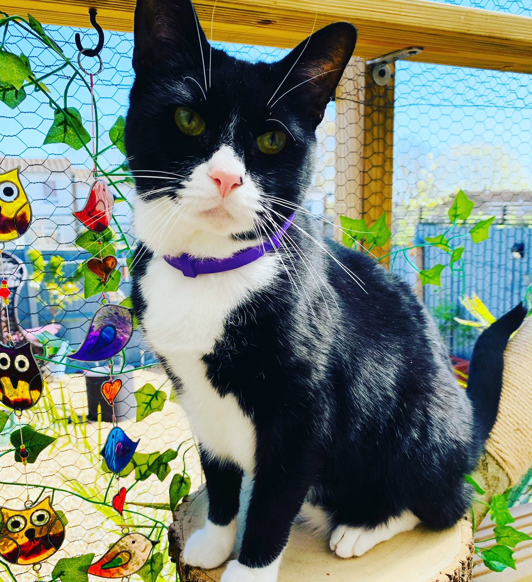 Catio Cats 🐈🐾 (@catio_cats) / Posts / X