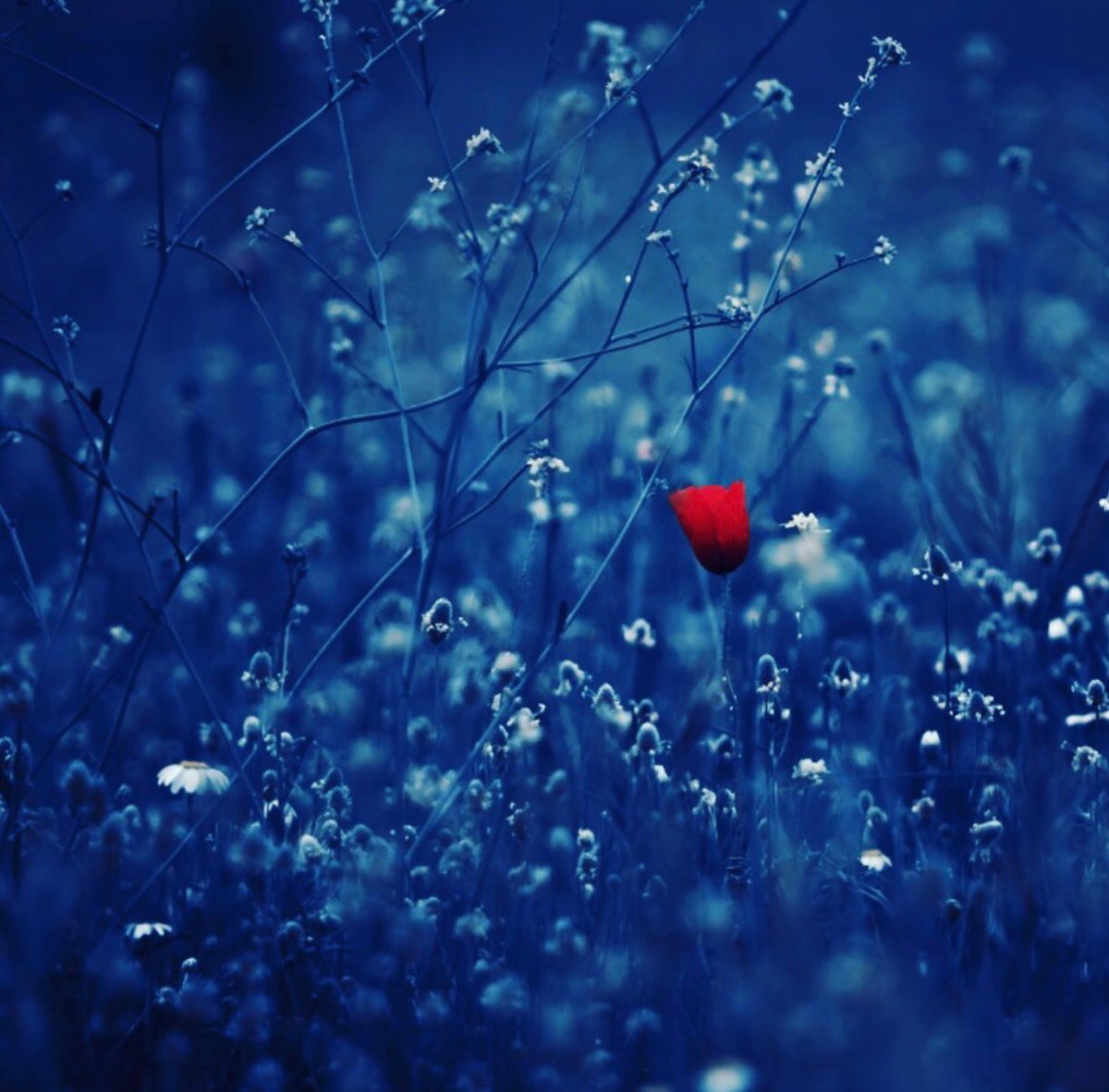 Kelly696_'s tweet image. "At the going down of the sun and in the morning  
We will remember them." - Laurence Binyon
On this Anzac Day, Lest we forget
#AnzacDay #AnzacDay