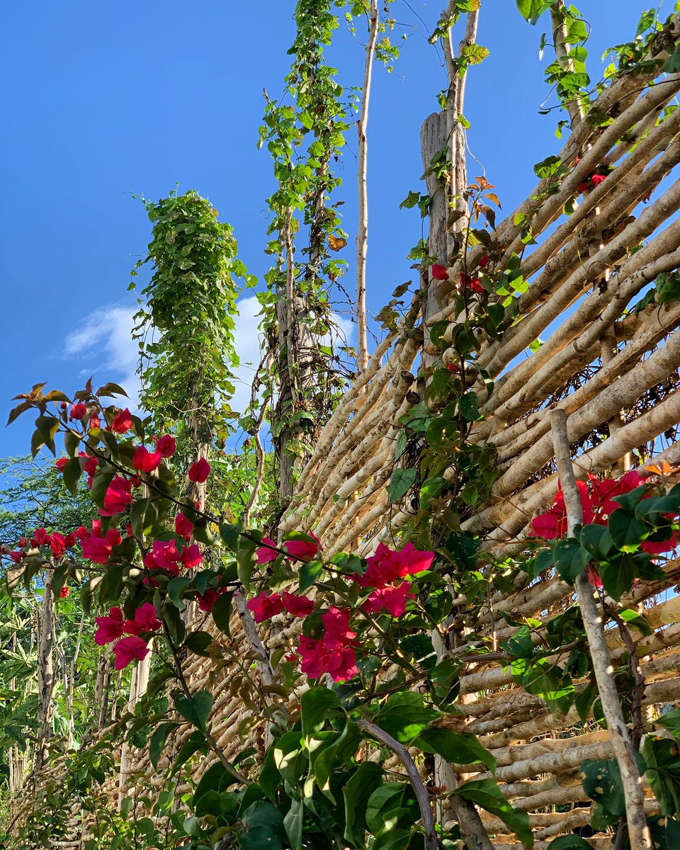 liveupful's tweet photo. “If one way be better than another, that you may be sure is nature’s way.” - Aristotle. 

So much beauty in the garden. 

✨
To learn more about Upful, message us or visit https://t.co/kD7wD4ReQt

#LiveUpful #TreasureBeach https://t.co/GfF5CEDtIG