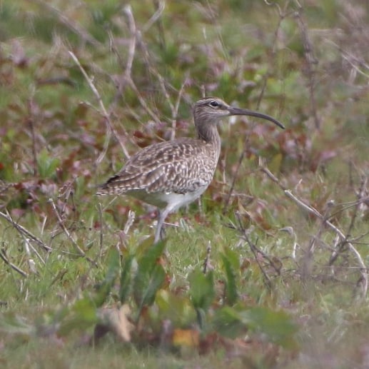 Simon Passey (@simon_passey) on Twitter photo Whimbrel, Kingfishers Bridge Nature Reserve, Cambridgeshire <a href="/Natures_Voice/">RSPB</a> <a href="/KingFishers_B/">KingfishersBridgeNatureReserve</a> <a href="/CambsBirdClub/">Cambs Bird Club</a> <a href="/BBCSpringwatch/">BBC Springwatch</a> <a href="/WildlifeMag/">BBC Wildlife</a> Whimbrel, Kingfishers Bridge Nature Reserve, Cambridgeshire <a href="/Natures_Voice/">RSPB</a> <a href="/KingFishers_B/">KingfishersBridgeNatureReserve</a> <a href="/CambsBirdClub/">Cambs Bird Club</a> <a href="/BBCSpringwatch/">BBC Springwatch</a> <a href="/WildlifeMag/">BBC Wildlife</a>
