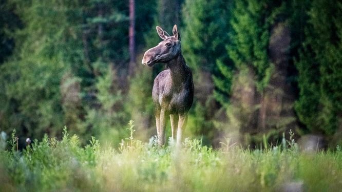 Essentialtalks's tweet image. Är det klart nu med rollerna i Saltkråkan? Jag funderar fortfarande på vem som ska spela älgen i TV-succén "Den stora Älgvandringen" nästa år? Någon som har förslag?

@svt #denstoraälgvandringen #älgvandringen #älgvandringen2021 #moose #slowTV #Sweden