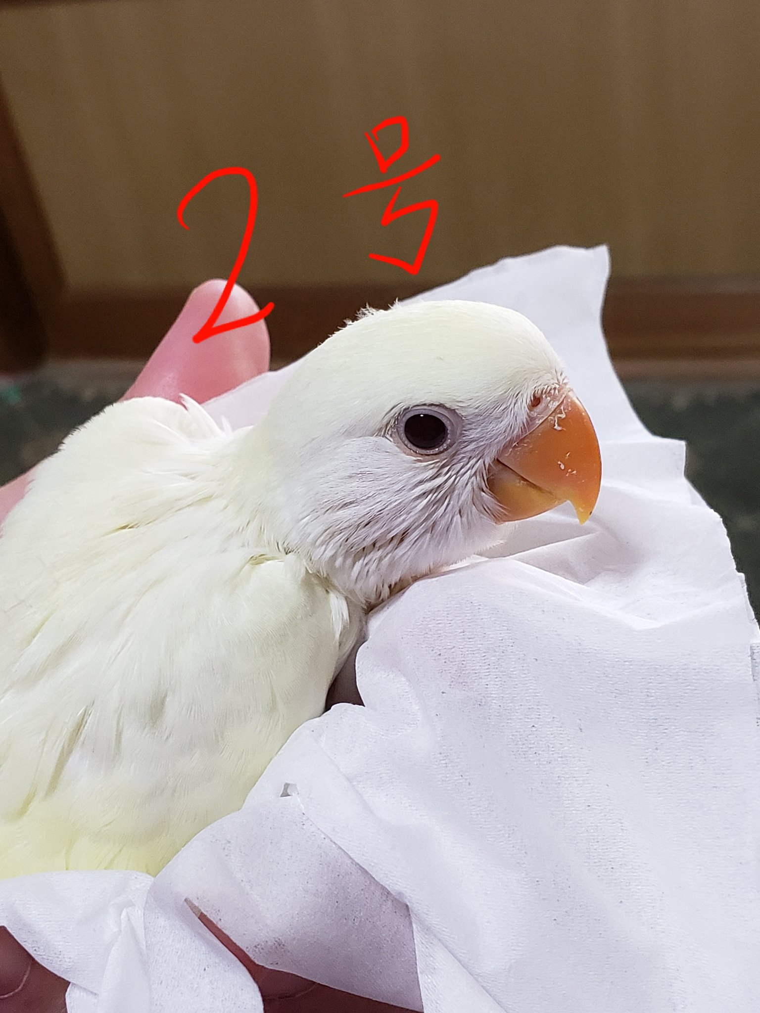 コザクラインコ販売 Twitter Search Twitter