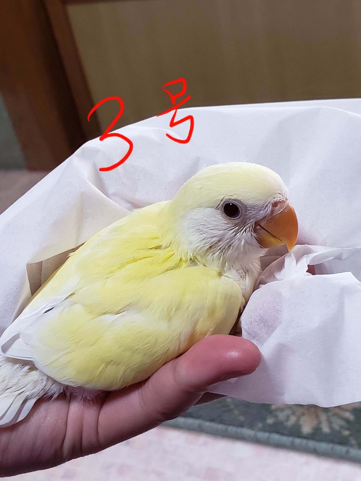効率的 前売 植物学者 インコ 牛乳 火山学 コショウ モナリザ