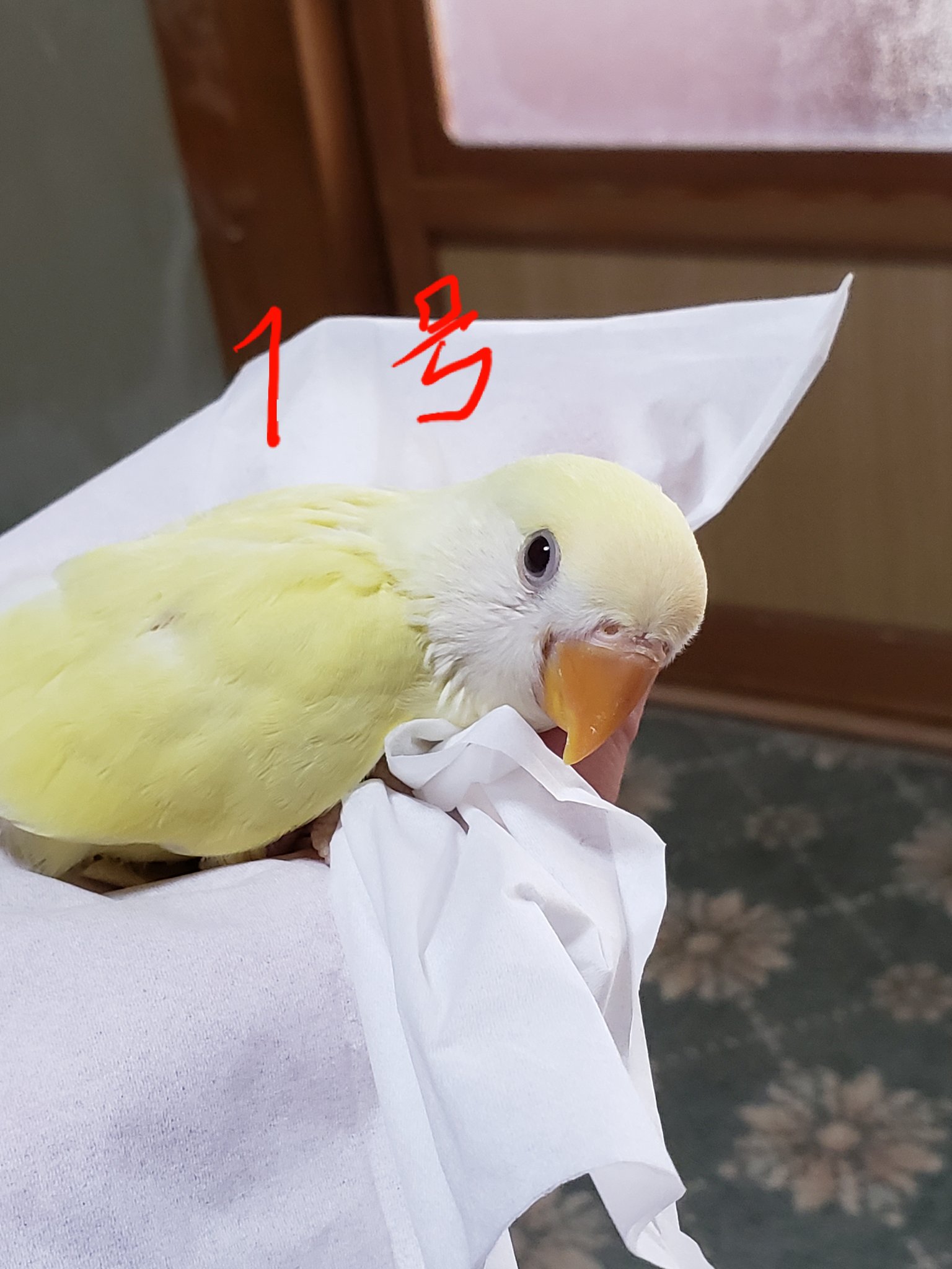 コザクラインコ販売 Twitter Search Twitter