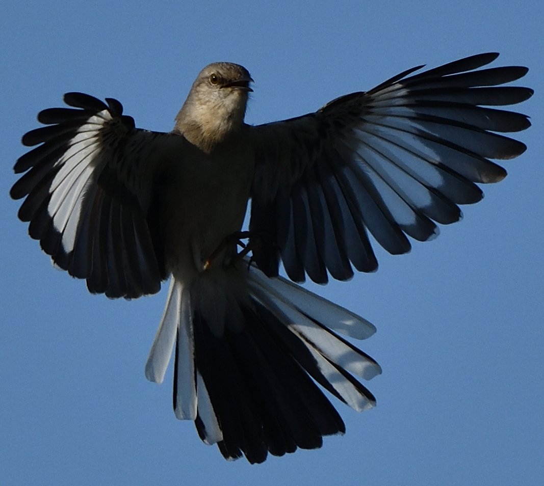 This one is a very persistent looking for his mate! Easily recognized by a feather that always sticks up on his wing. 
#birdphotography  #birdwatching #wildlifephotography 
#birds #NorthernMockingbird