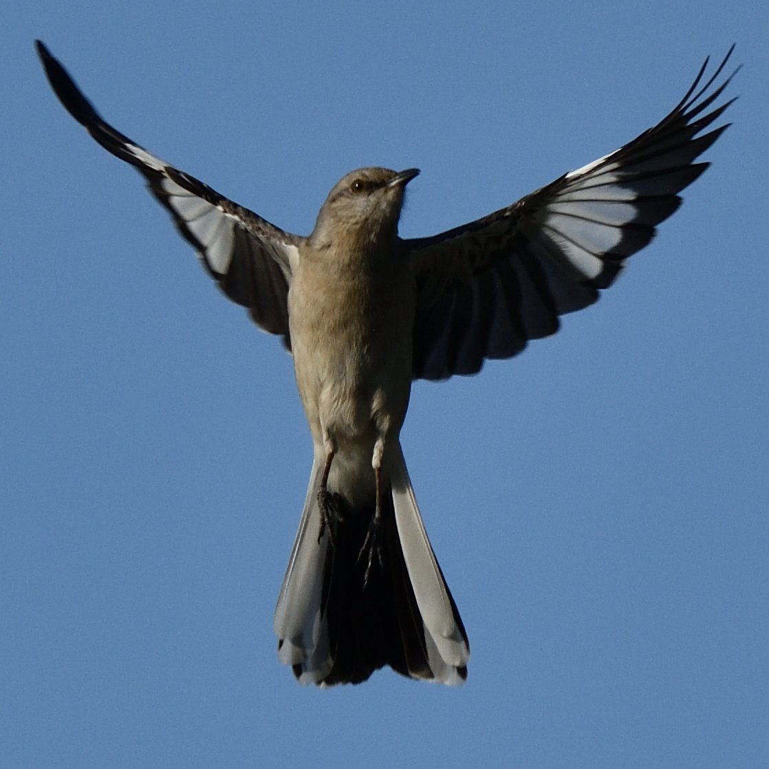 Northern Mockingbird
#birdphotography  #birdwatching #wildlifephotography 
#birds #NorthernMockingbird