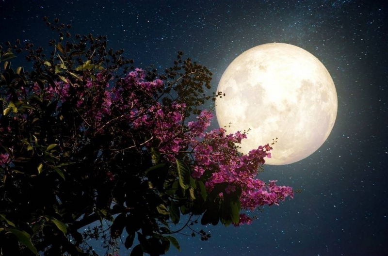 Mincyt_VE's tweet photo. A propósito de la «superluna rosa» de abril 2021, recordamos algunos versos de Federico García Lorca:

«Por el cielo va la 🌕
con un niño de la mano. 

Dentro de la fragua lloran,
dando gritos, los gitanos. 
El aire la vela, vela».

¿Saben cómo continúa? ¿Recuerdan otros poemas? https://t.co/QiRded3XLG