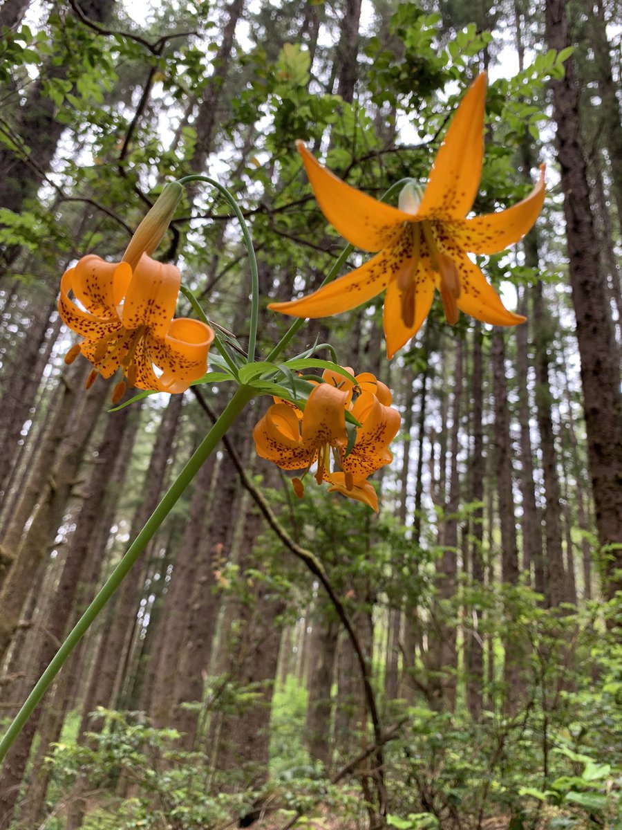 20. Liliaeceae (lilies) used to be another giant catch-all family of everything with 3 or 6 “petals” and linear leaves, from onions to Joshua trees, but now split into more manageable groups. Now it’s mainly straight up lilies. Petals and sepals look alike and are called tepals!