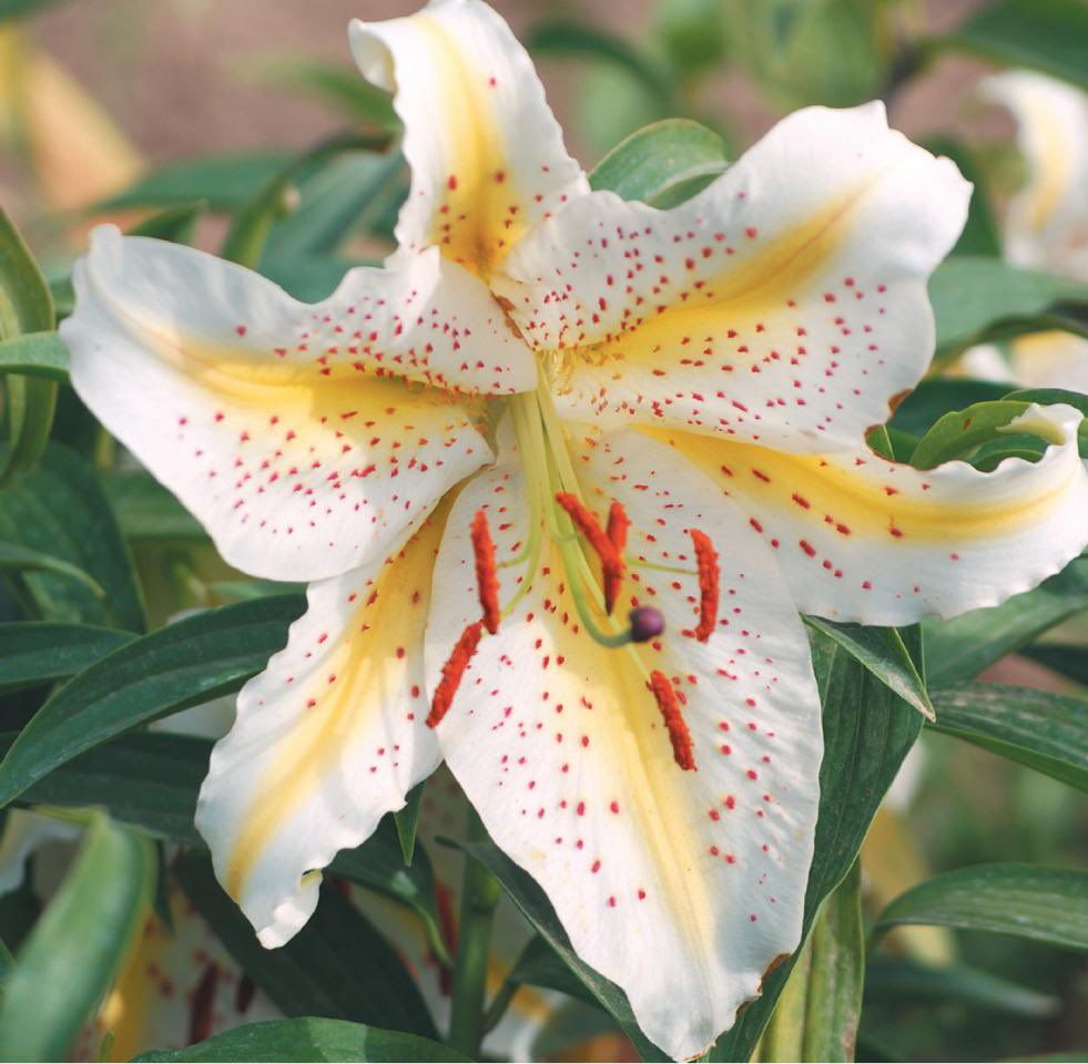 20. Liliaeceae (lilies) used to be another giant catch-all family of everything with 3 or 6 “petals” and linear leaves, from onions to Joshua trees, but now split into more manageable groups. Now it’s mainly straight up lilies. Petals and sepals look alike and are called tepals!