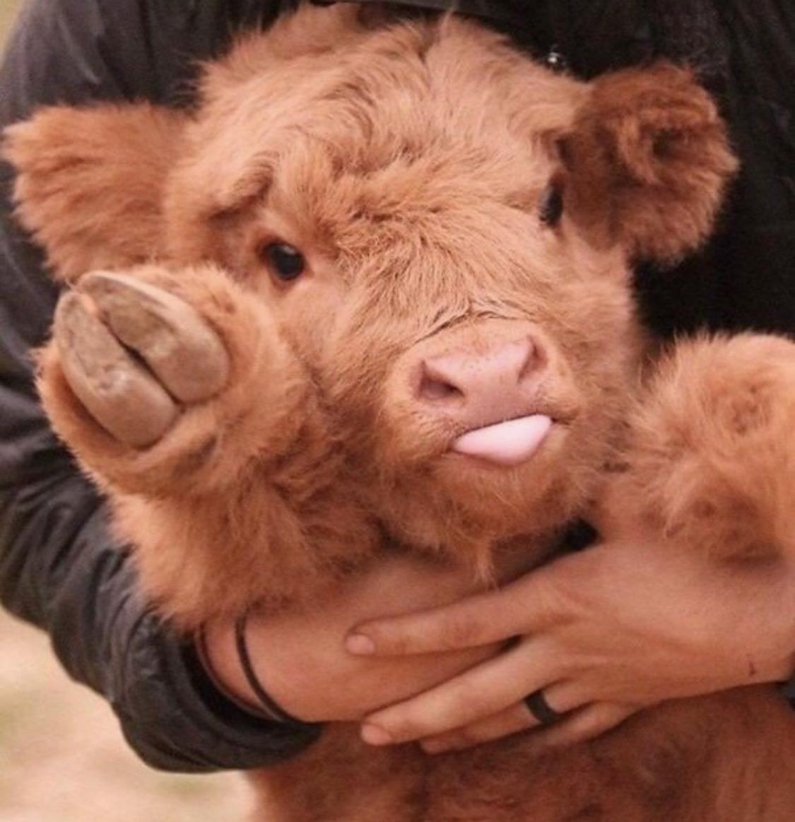 still waiting for updates, here's a baby cow