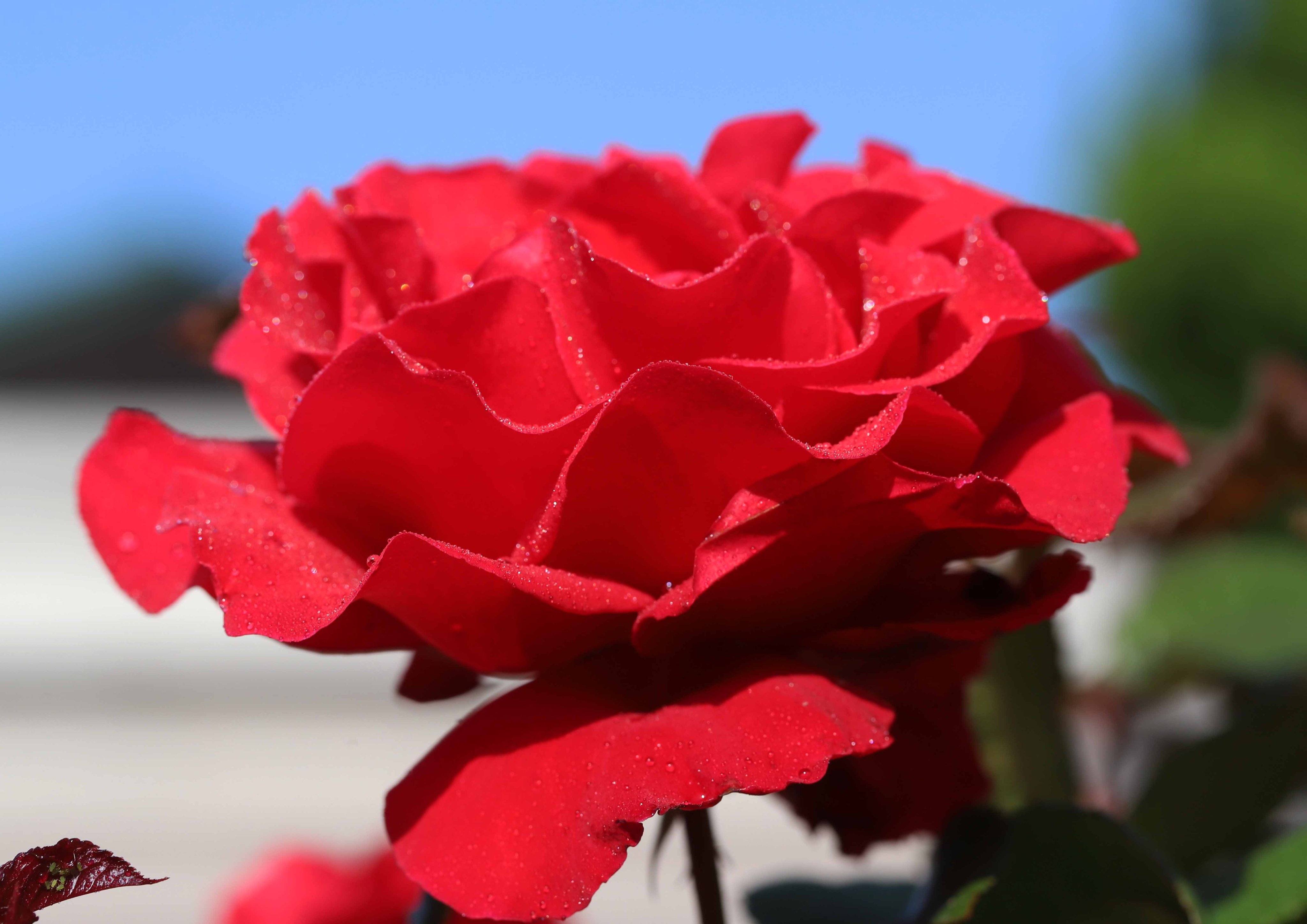 片柳弘史 教会の花壇に咲いた真紅の薔薇 ミカエル 三大天使の薔薇が 次々と花を咲かせています T Co Nrwvdoydpd Twitter