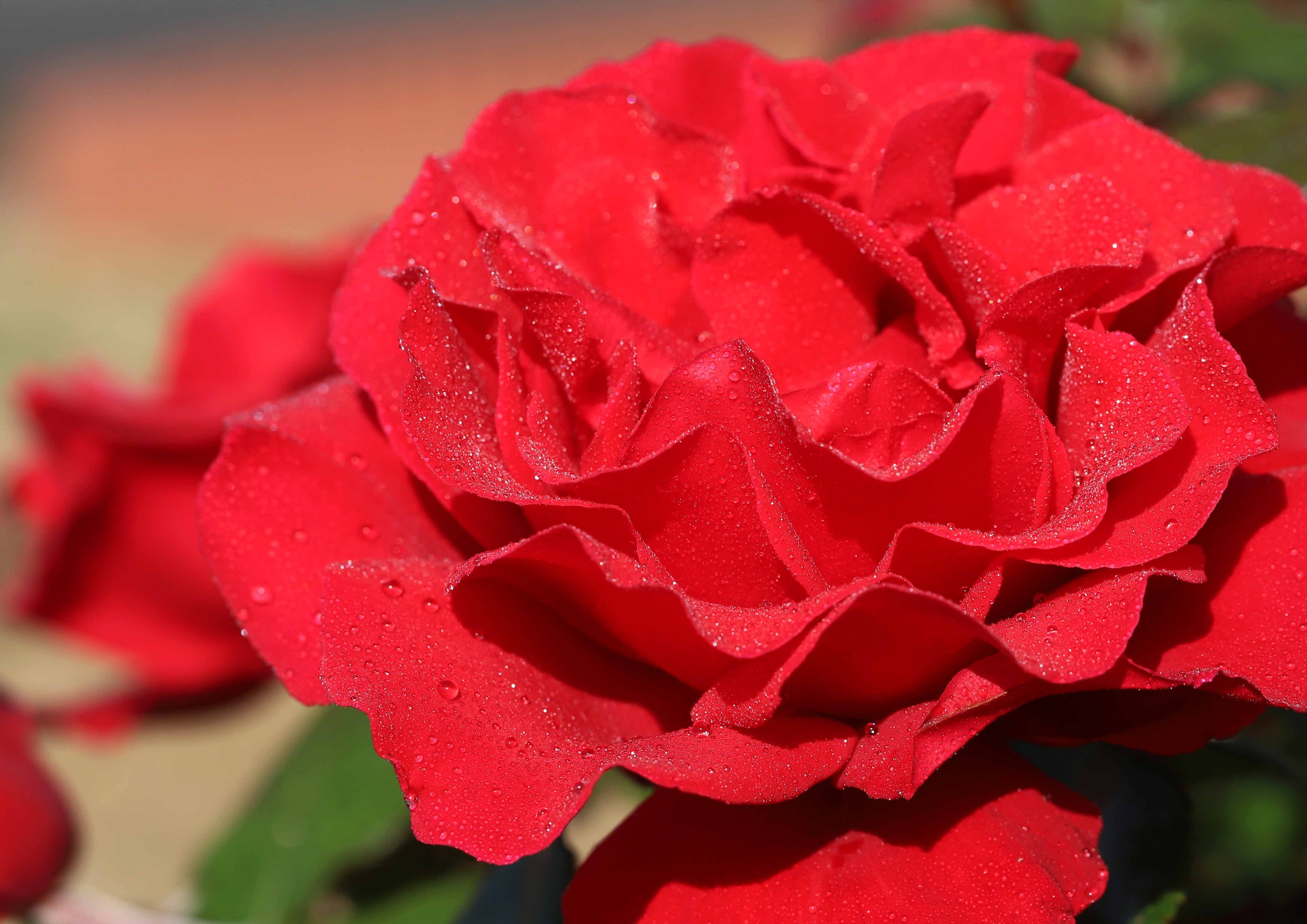 片柳弘史 教会の花壇に咲いた真紅の薔薇 ミカエル 三大天使の薔薇が 次々と花を咲かせています T Co Nrwvdoydpd Twitter