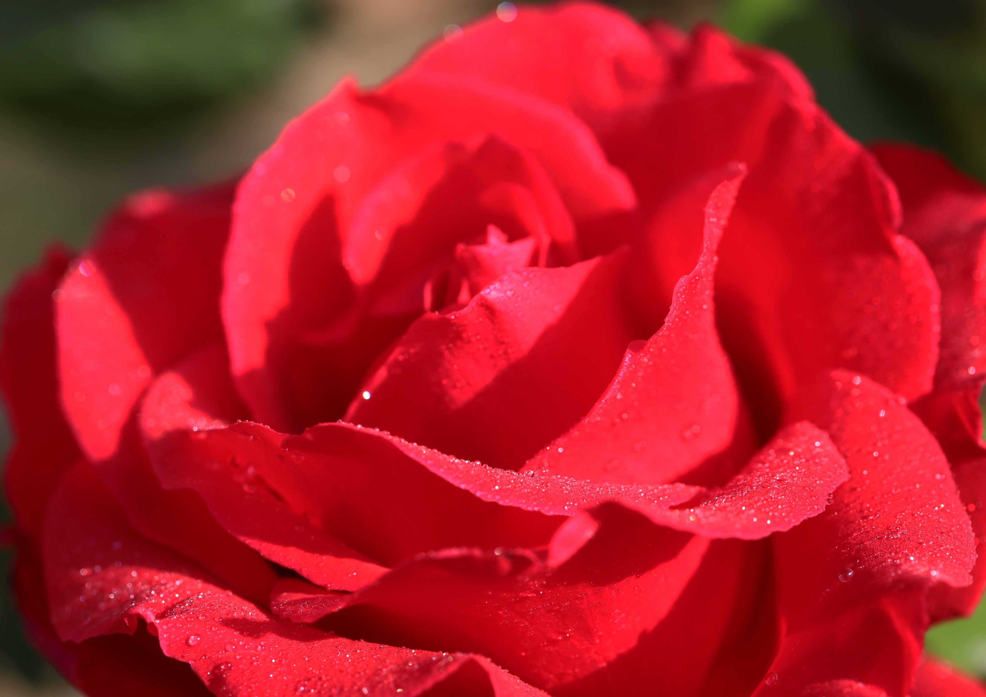 片柳弘史 教会の花壇に咲いた真紅の薔薇 ミカエル 三大天使の薔薇が 次々と花を咲かせています T Co Nrwvdoydpd Twitter