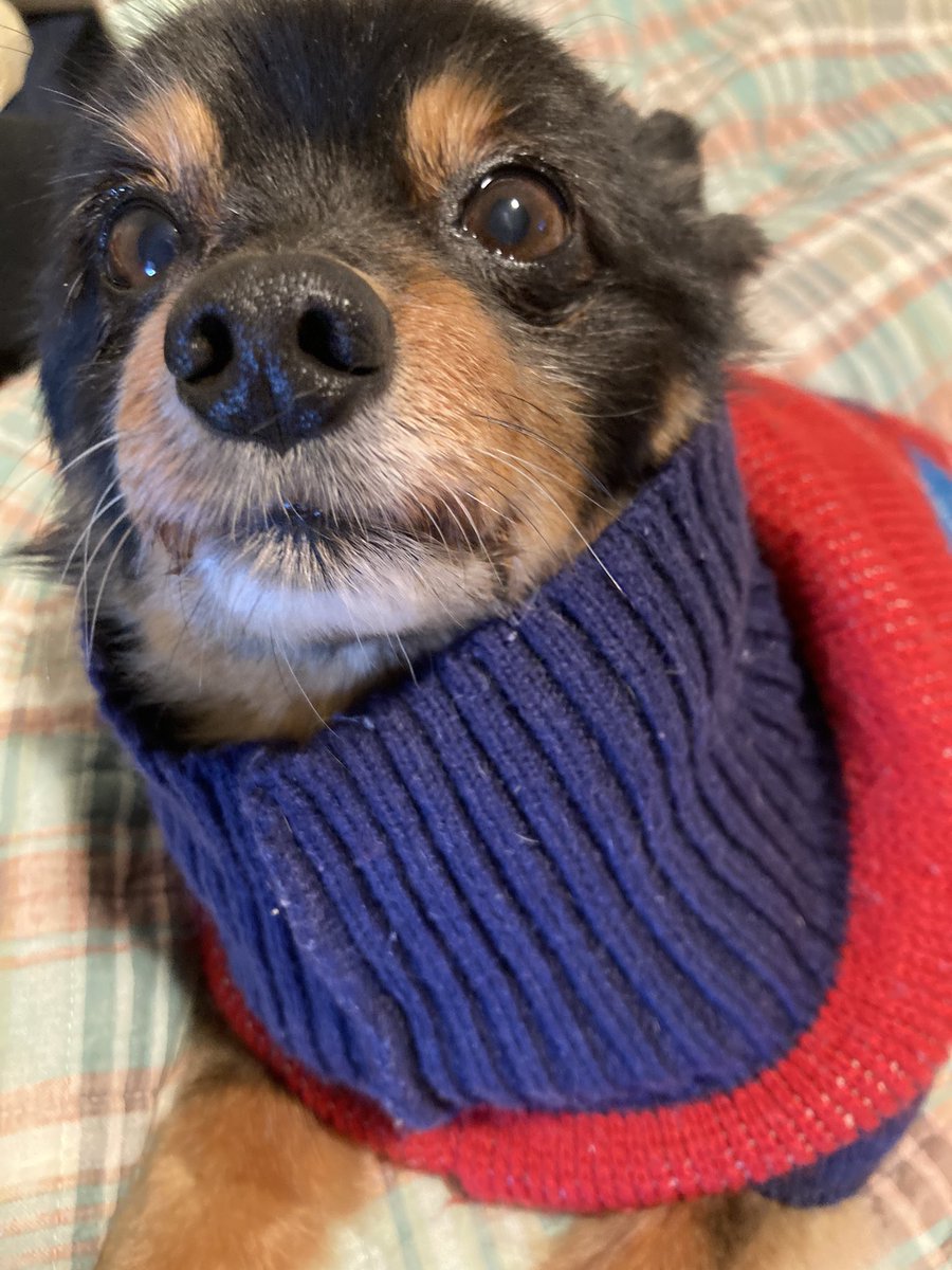 manderrzX3's tweet image. Lucy says “the weather needs to make up its mind” #PennsylvaniaProblems