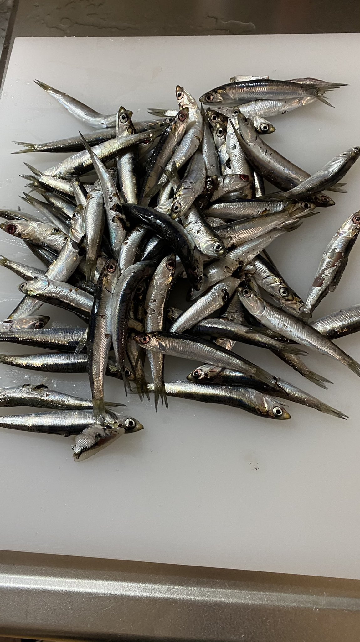ゆみまる 魚民 検見川突堤で今年初釣りしてきましたー イワシがあちこちで釣れてるけど サイズはししゃもです 朝まずめから行って70匹くらいでした アジ釣りたい T Co Bpiczauh3x Twitter