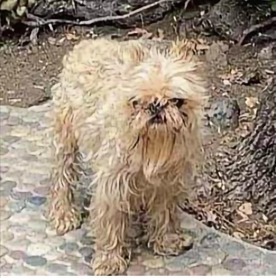 mardelvolcan's tweet photo. ✨TEORÍA DE CONSPIRACIÓN✨

Maribel Guardia le drena el alma a sus perros, por eso ella se ve así a sus 61 años.

Fuentes: de Ortíz https://t.co/JeLKzcDA4S