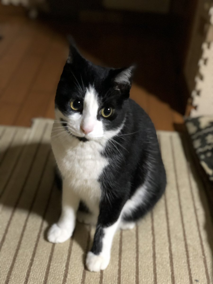 おニャン党 Aoiumigasukida Twitter