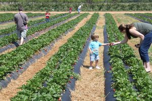 We're ready for you and your family this weekend! Visit our #strawberry patch, then enjoy the playground, market, and the café. Call (800) 277-3224 for more information. lanesouthernorchards.com #strawberrypicking @MaconGaSoul