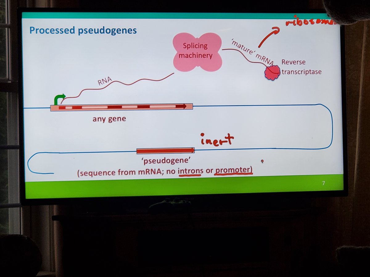 1) CHROMOSONAL CATASTROPHES: BEYOND CELLULAR RESPIRATION ARRESTSARS-CoV-2 IS A GENETIC "MAGIC ERASER." THE VIRUS IS TAKING FUNCTIONING GENES AND "EDITING" THEM INTO NON-FUNCTIONING PSEUDOGENE JUNK. THIS IS WHY WE SEE RAPID AGING, CANCER AND NEURODEGENERATIVE DISORDERS ARISE.