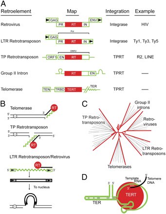 2) RNA sequencing data from SARS-CoV-2-infected cells showed a high number of LINE-1 elements. This is evidence that the virus is retranscribing genes back into the genome through reverse transcriptases (RT). Misregulation of RTs can cause chromosomal catastrophes that are