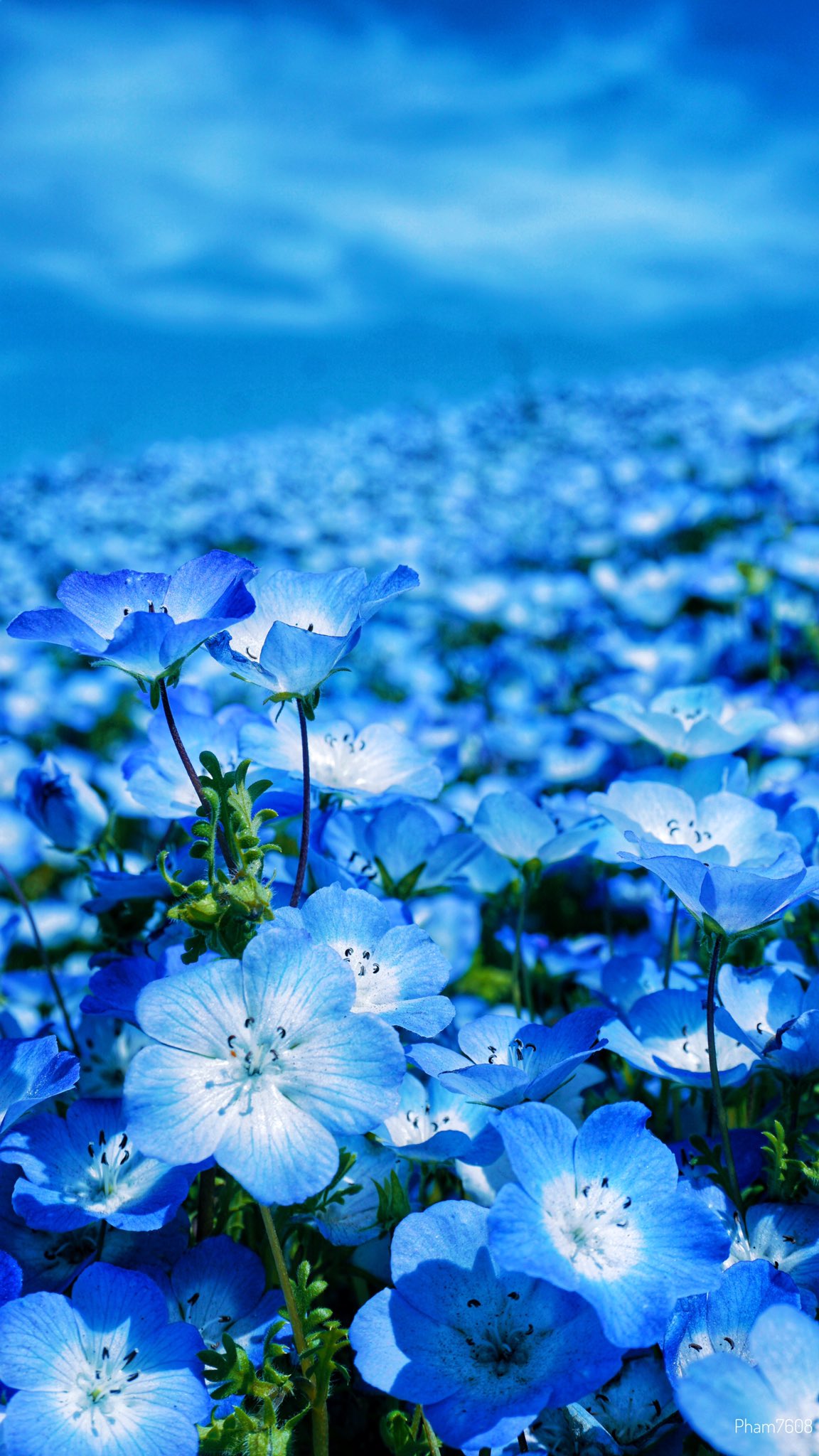 버찌 Love This Blue Sky ひたち海浜公園 ネモフィラ T Co C5sf5l15pc Twitter