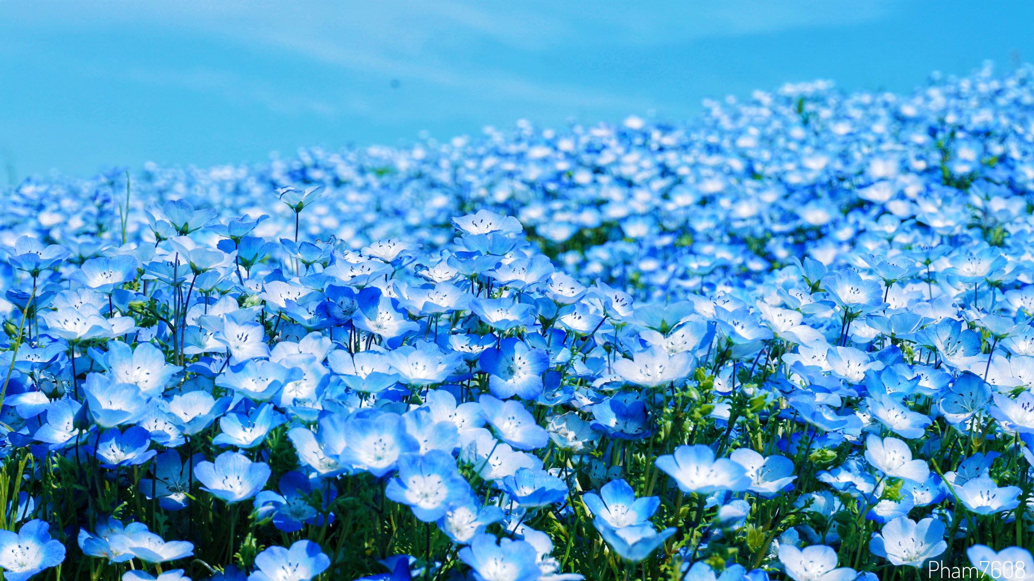 버찌 Love This Blue Sky ひたち海浜公園 ネモフィラ T Co C5sf5l15pc Twitter