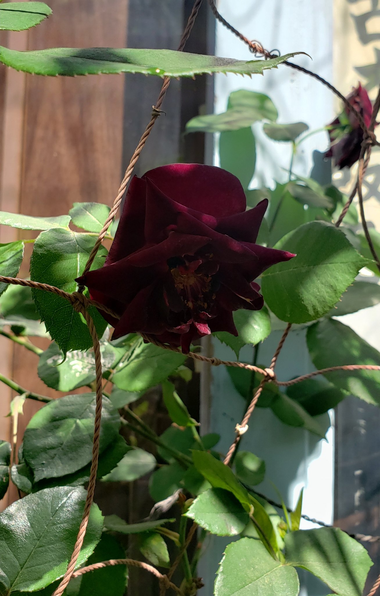 アラビク店主 園芸師匠から聞いた話 東ドイツに黒い薔薇 がある という噂がありました ベルリンの壁が崩壊し マニアたちは競ってその薔薇を探した 探し当てたのは見慣れたルイ14世 薔薇は育種家の理想に向かって作られるものなんです 赤黒い と