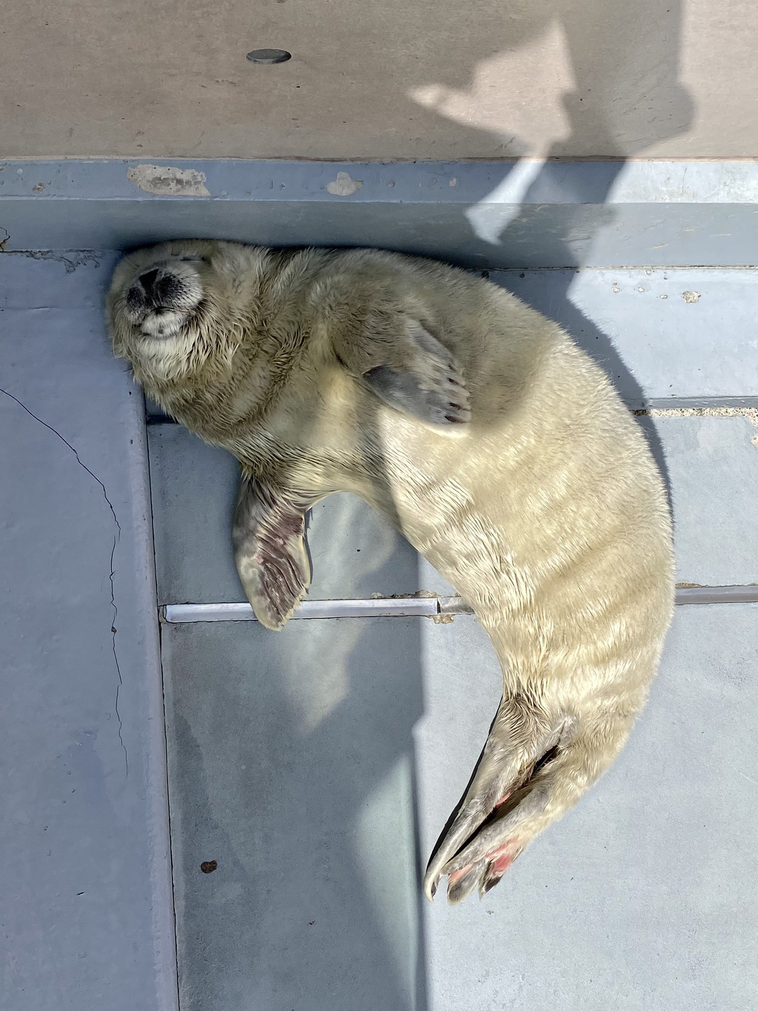 ガッチリカ Pa Twitter 赤ちゃん寝てるの最高に可愛い あざらし Seal 男鹿水族館 T Co Sxc39zhqkd Twitter ガッチリカ Pa Twitter 赤ちゃん寝てるの最高に可愛い あざらし Seal 男鹿水族館 T Co Sxc39zhqkd Twitter