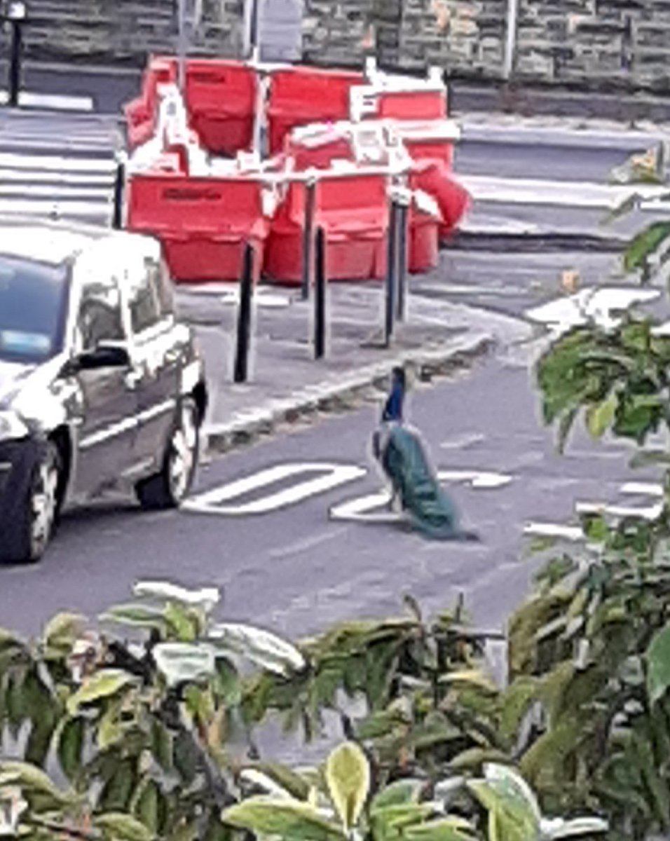 ThLaleouse's tweet photo. @nantesfr Hier il se promenait dans les rues du quartier 😳 https://t.co/mprpmgCNGR