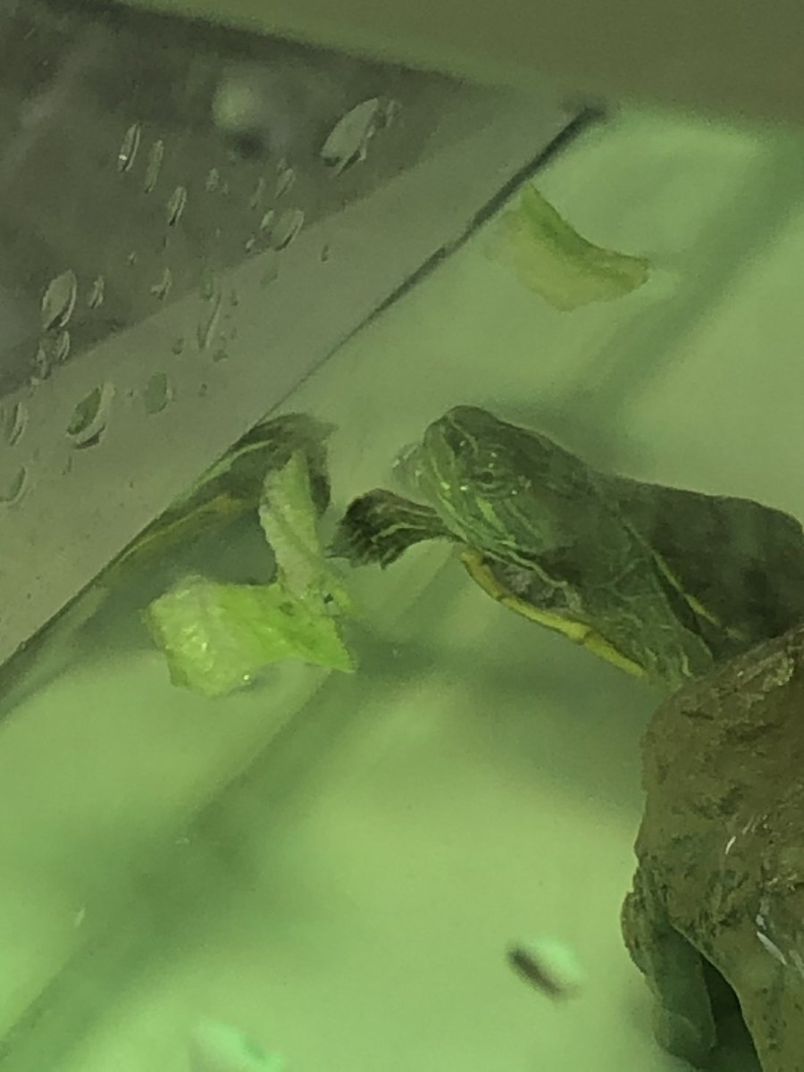 Turtle be like: “Are you sure this is eatable? I’m not convinced, human, let’s talk about this!”