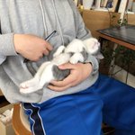 アイルランドの大統領が会見を開いている中 かまって欲しい大きな犬さんがじゃれつく動画 普段めちゃくちゃ可愛がられてるんだろなぁ Togetter アイルランドの大統領が会見を開いている中 かまって欲しい大きな犬さんがじゃれつく動画 普段めちゃくちゃ可愛がられてるんだろなぁ Togetter