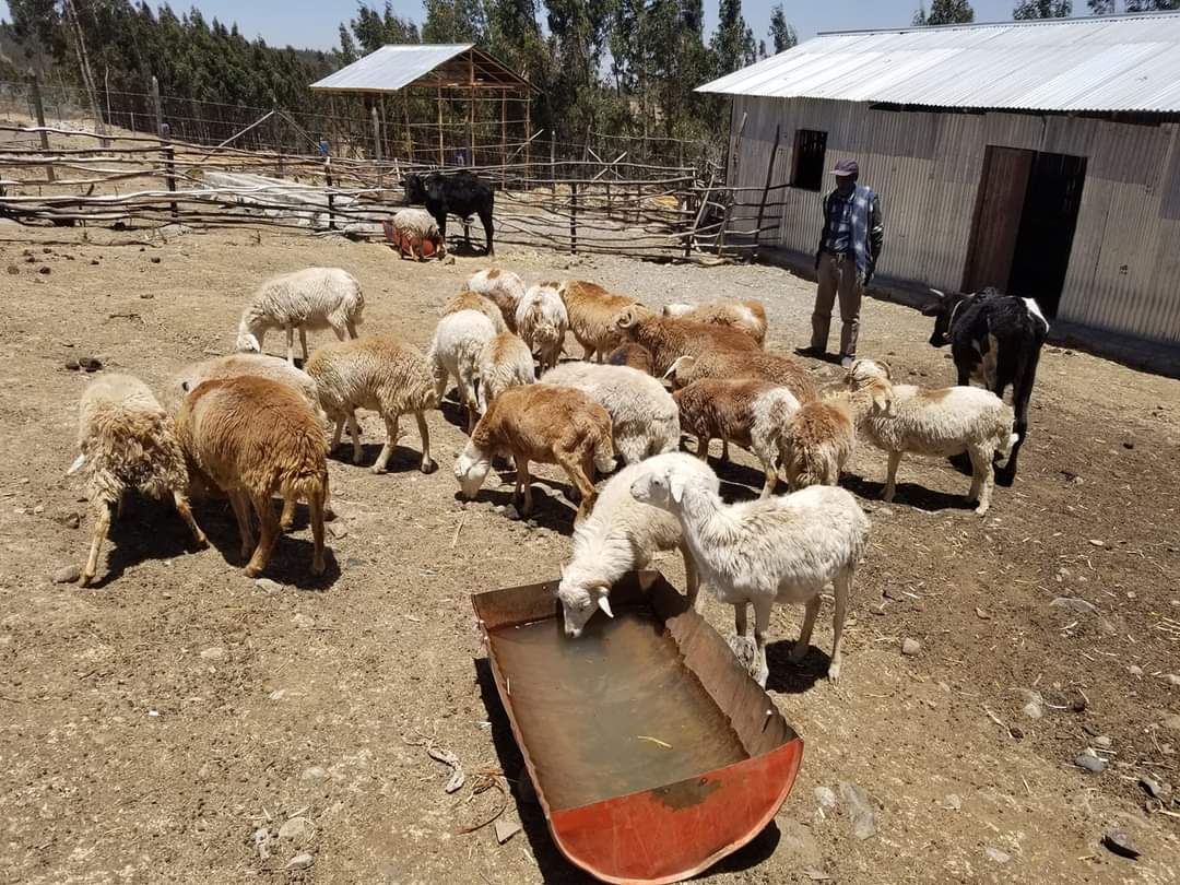 Buy sheep and help senior citizens