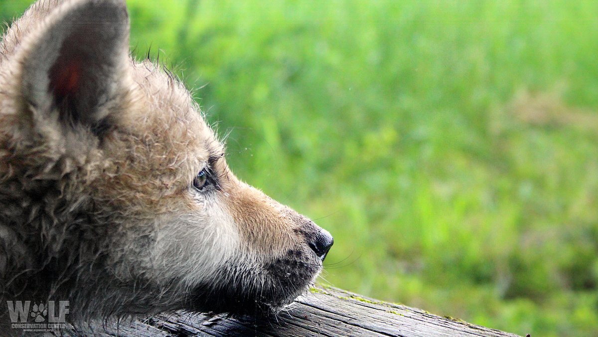 nywolforg's tweet photo. A reminder from wolves: 
Appreciate nature. Care for it. Never take it for granted. https://t.co/klIf7z8hbb