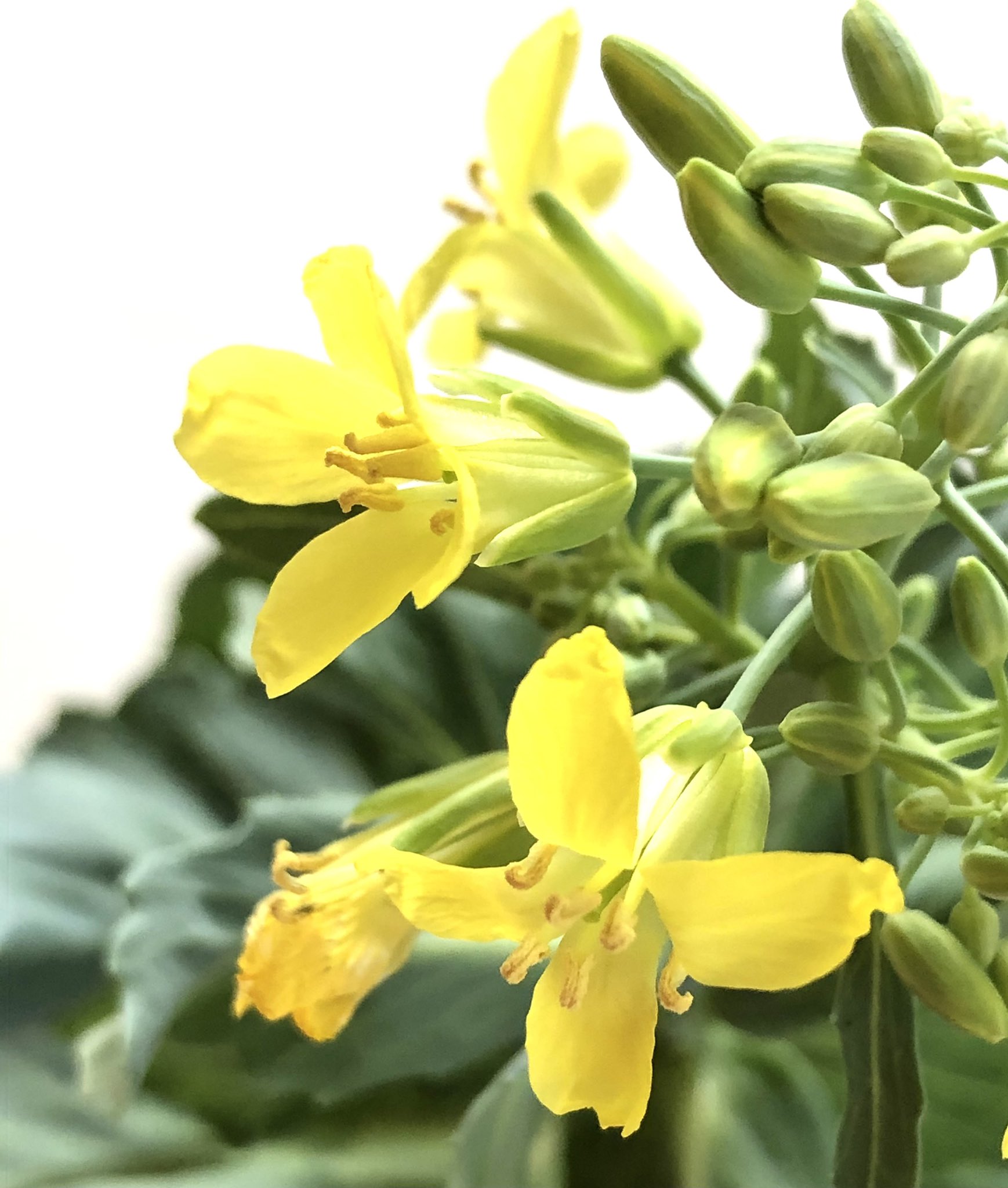 キャベツの花 Twitter Search Twitter