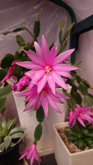 ホシクジャクのtwitterイラスト検索結果