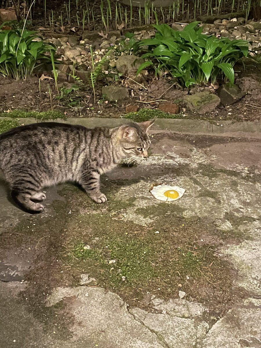 theres a stray cat who visits my yard and i usually give him a can of tuna but i’m all out so tonight i fried him an egg and i dont think he knows what to do with it