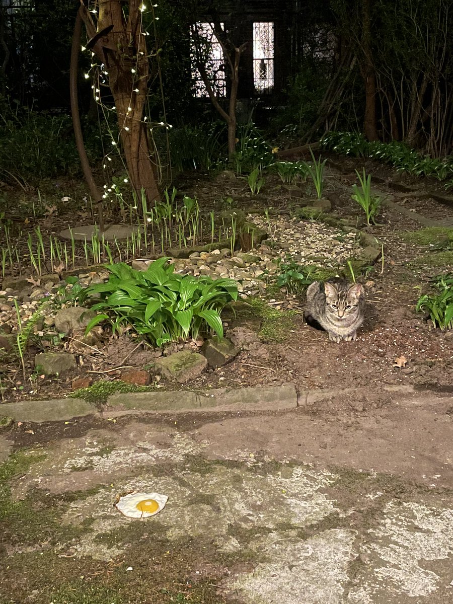 theres a stray cat who visits my yard and i usually give him a can of tuna but i’m all out so tonight i fried him an egg and i dont think he knows what to do with it