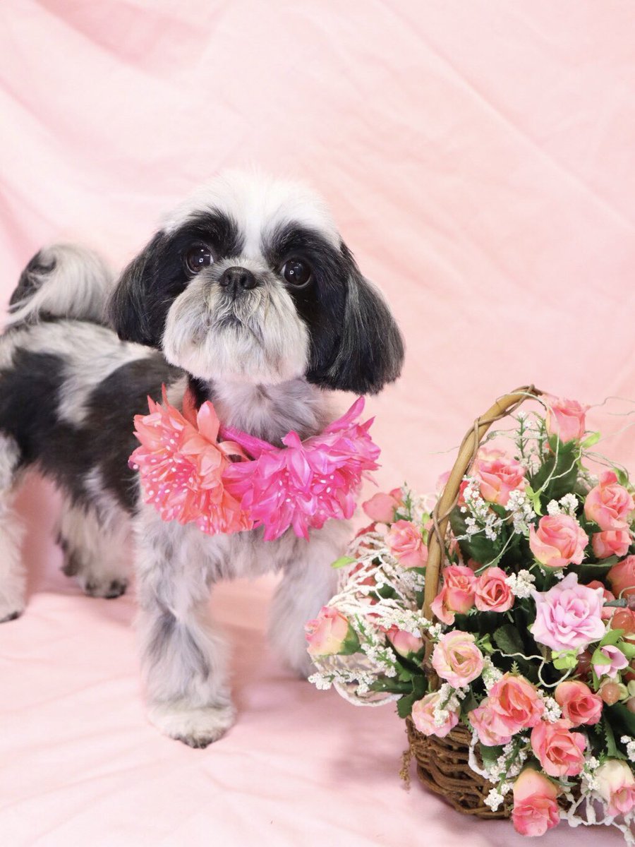 ワンちゃんの美容室 キューティ Crstalladykeiko Twitter