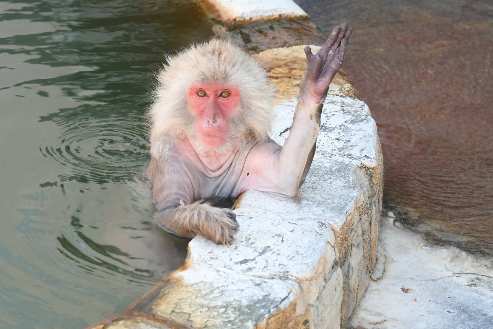 かめらにゃん うえかわちさと はとちゃん 函館市熱帯植物園の温泉 サルたち 毛がないせいか おぢさんたちの入浴シーンにしか見えなくなってしまった 温泉から水にかえると毛ははえるそうです ほっ 函館市熱帯植物園 T Co かめらにゃん うえかわちさと はとちゃん 函館市熱帯植物園の温泉 サルたち 毛がないせいか おぢさんたちの入浴シーンにしか見えなくなってしまった 温泉から水にかえると毛ははえるそうです ほっ 函館市熱帯植物園 T Co