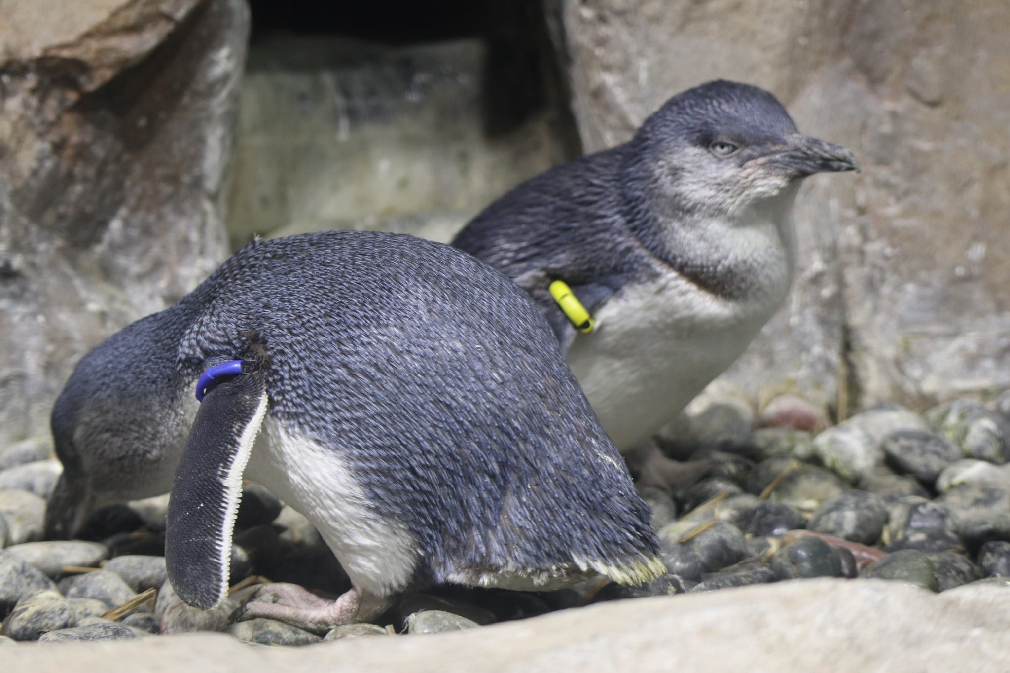 とらちゃん 世界ペンギンの日 世界ペンギンデー アドベンチャーワールド エンペラーペンギン 東北サファリパーク 出川さん 仙台うみの杜水族館 フェアリーペンギン ハギ ツキ キングペンギン T Co 1gl56wjo0r Twitter
