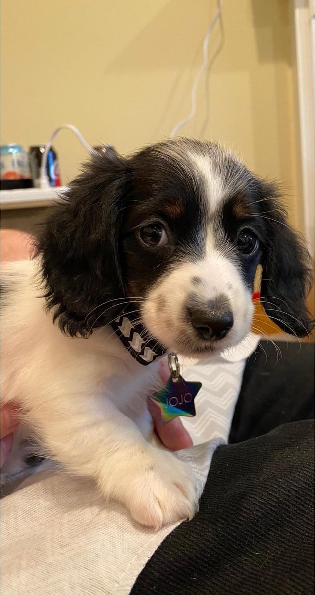 And just like that, we became dog people. Welcome to the <a href="/Bay12Games/">Bay 12 Games</a> family, JoJo! <a href="/threetoebay12/">Zach Adams</a>