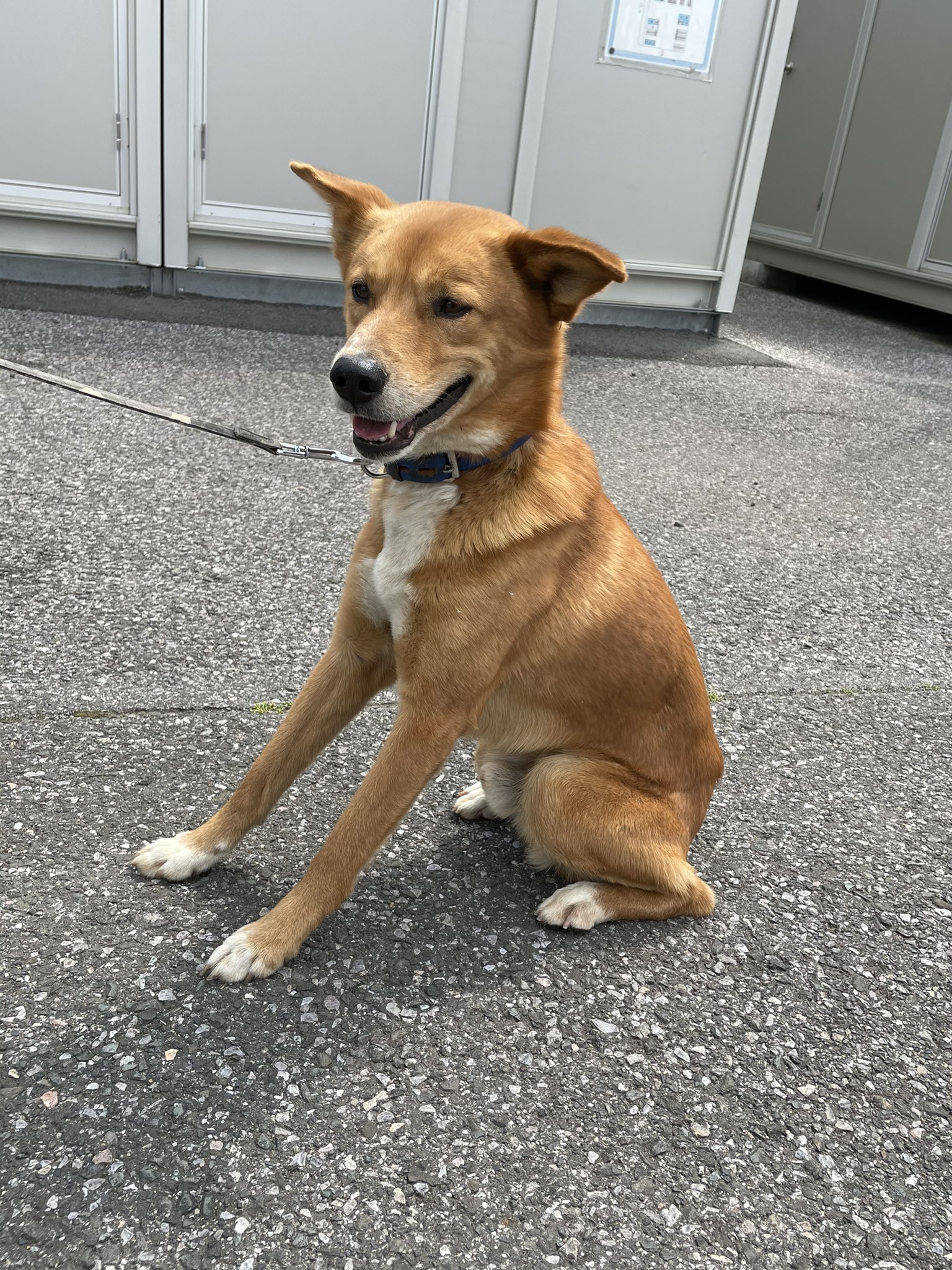 Kanazawa Kouki 拡散お願いします 小舞木のセブン 西松屋の辺り 犬種はおそらく雑種で中型犬で青い首輪をしてます 飼い主もしくはこの犬を知ってる方 太田警察署までお願いします 拡散希望 群馬県 太田市 迷い犬 迷子犬 捜索中 探してい
