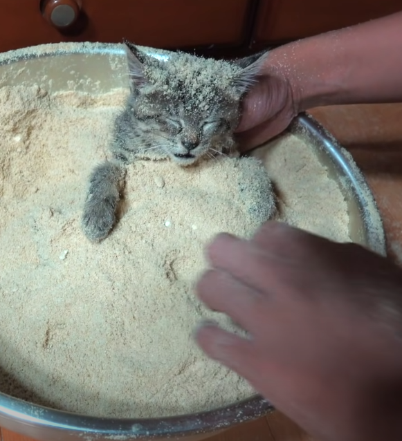 camigrv's tweet photo. milanesa de gato https://t.co/2S9WFKdXGn